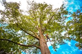 Best Storm Damage Tree Cleanup  in Bethany, IL