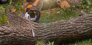 How Our Tree Care Process Works  in  Bethany, IL