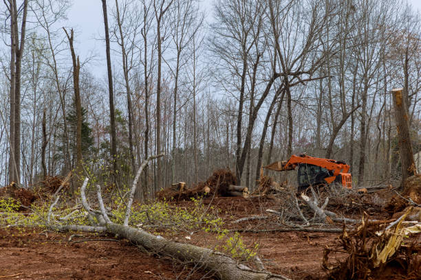 Best Tree Removal  in Bethany, IL