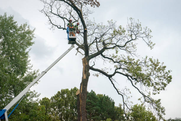 Best Hedge Trimming  in Bethany, IL