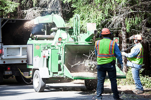 Best Arborist Consultation Services  in Bethany, IL