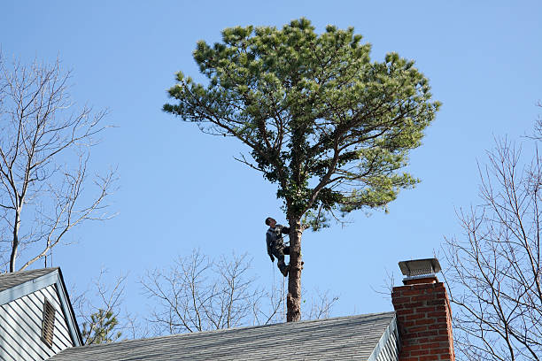 Best Emergency Tree Removal  in Bethany, IL